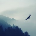 霧が立ち込める森と空飛ぶ鷲 iPhone6 壁紙