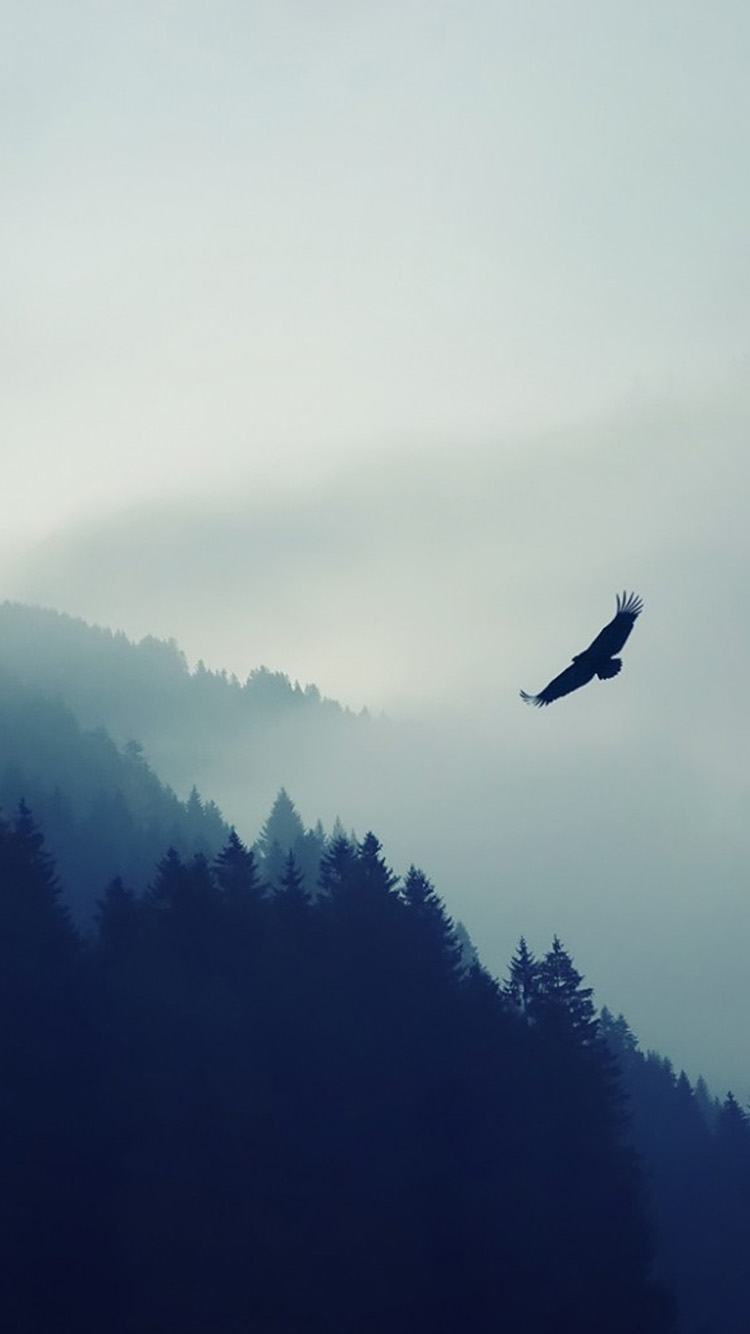 霧が立ち込める森と空飛ぶ鷲 Iphone6 壁紙 Wallpaperbox