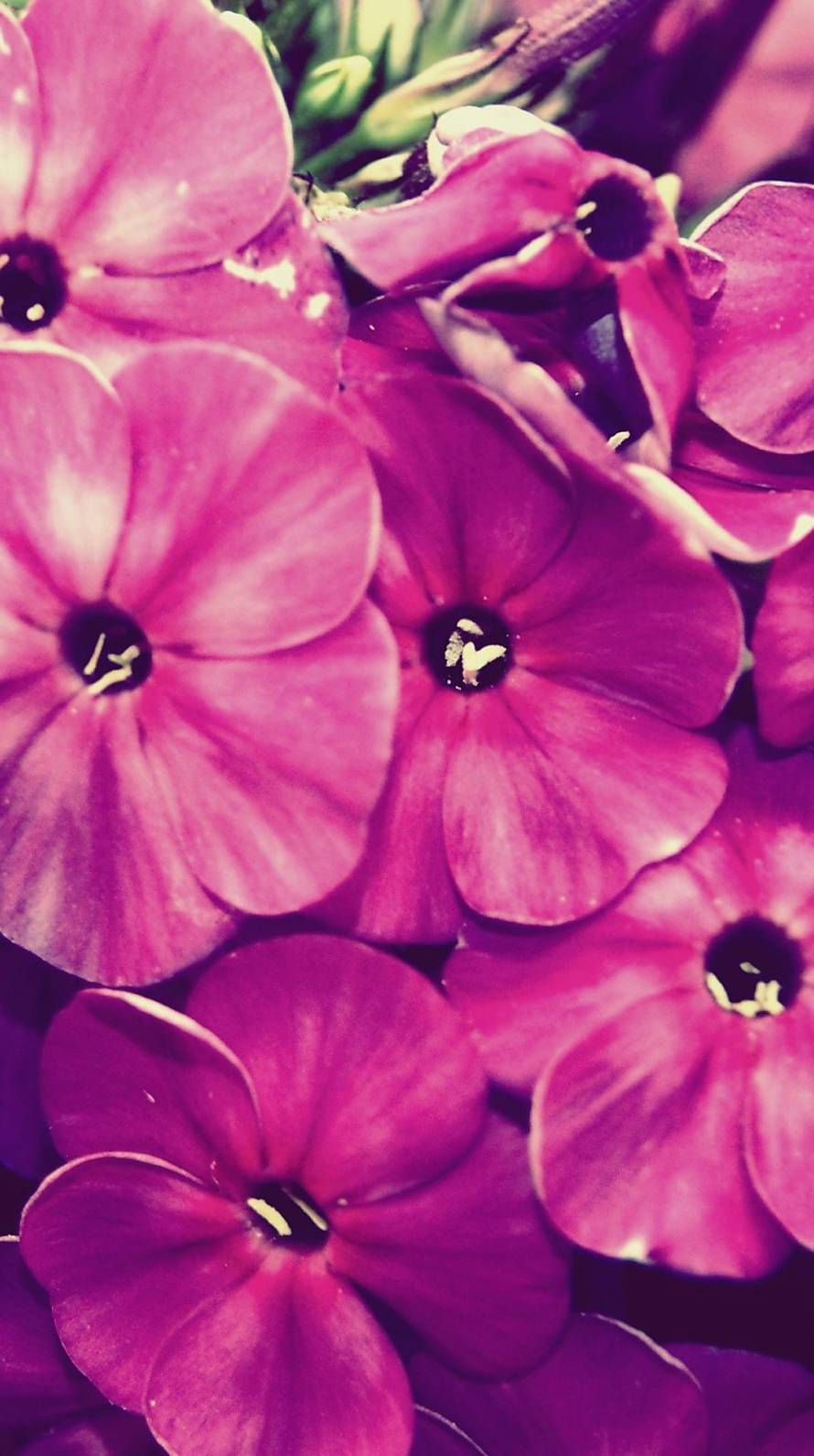 綺麗なピンクの花 iPhone6壁紙