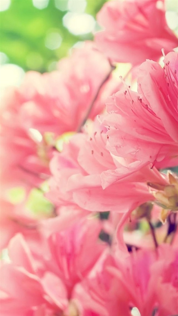 開花するピンクの花 iPhone6 壁紙