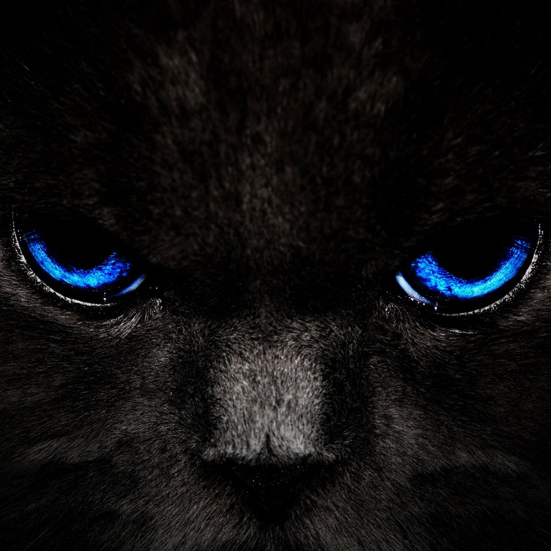 Black Cat Android壁紙