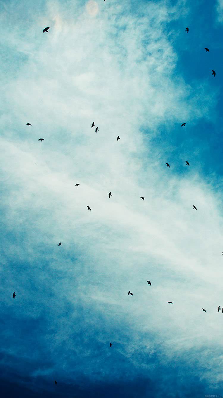鳥の群集 iPhone6 壁紙