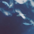 魚の群れ iPhone6壁紙