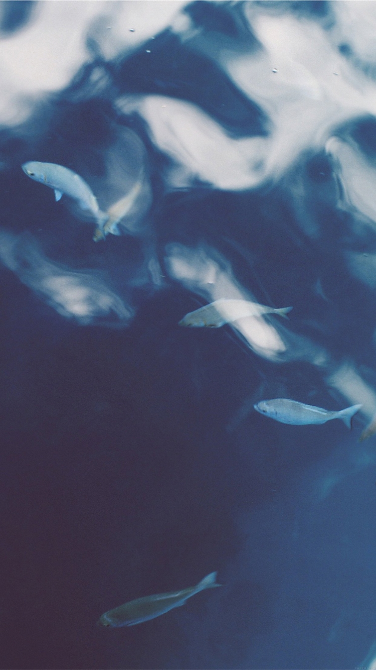 魚の群れ iPhone6壁紙