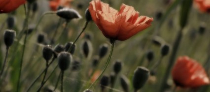 ビンテージ風の花 Android壁紙