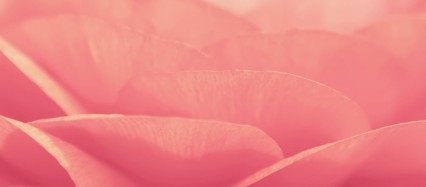 ピンクの薔薇の接写 Android壁紙(2160x1920)