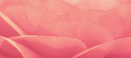 ピンクの薔薇の接写 Android壁紙(2160x1920)