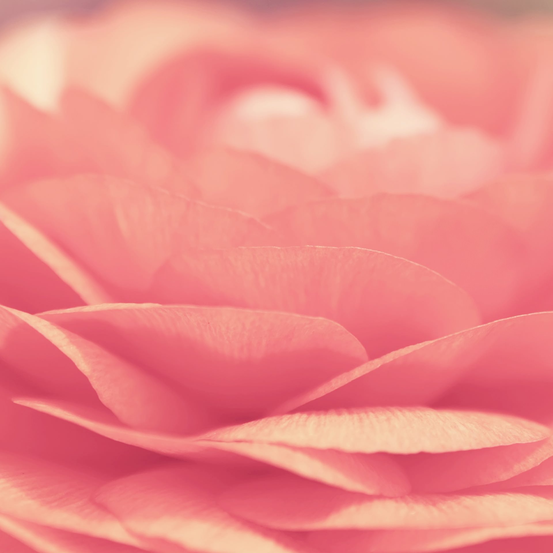 ピンクの薔薇の接写 Android壁紙(2160x1920)