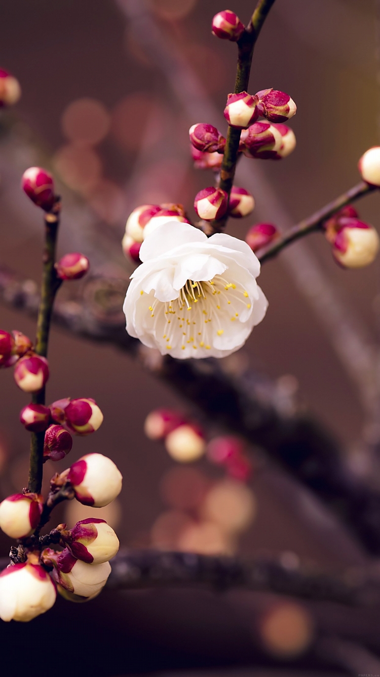 梅の花 iPhone6壁紙