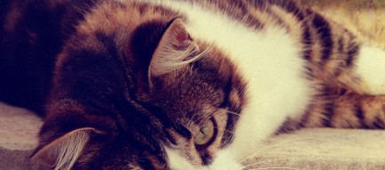 休憩中の猫 Android壁紙