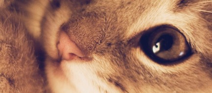 かわいい子猫 iPhone6 Plus壁紙