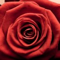 Red Rose iPhone6壁紙