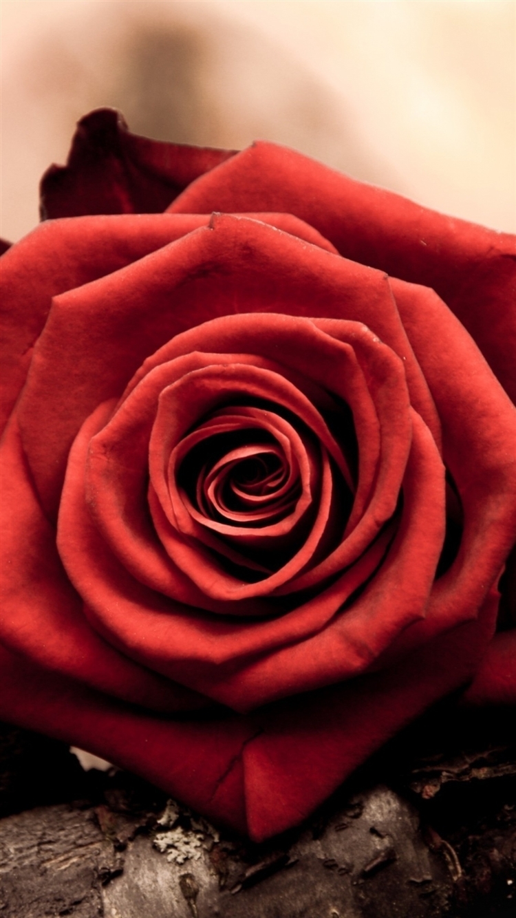 Red Rose iPhone6壁紙