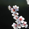 かわいい梅の花 iPhone6壁紙