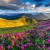 花畑 Android壁紙(2160x1920)
