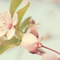 かわいい桜の花 iPhone6壁紙