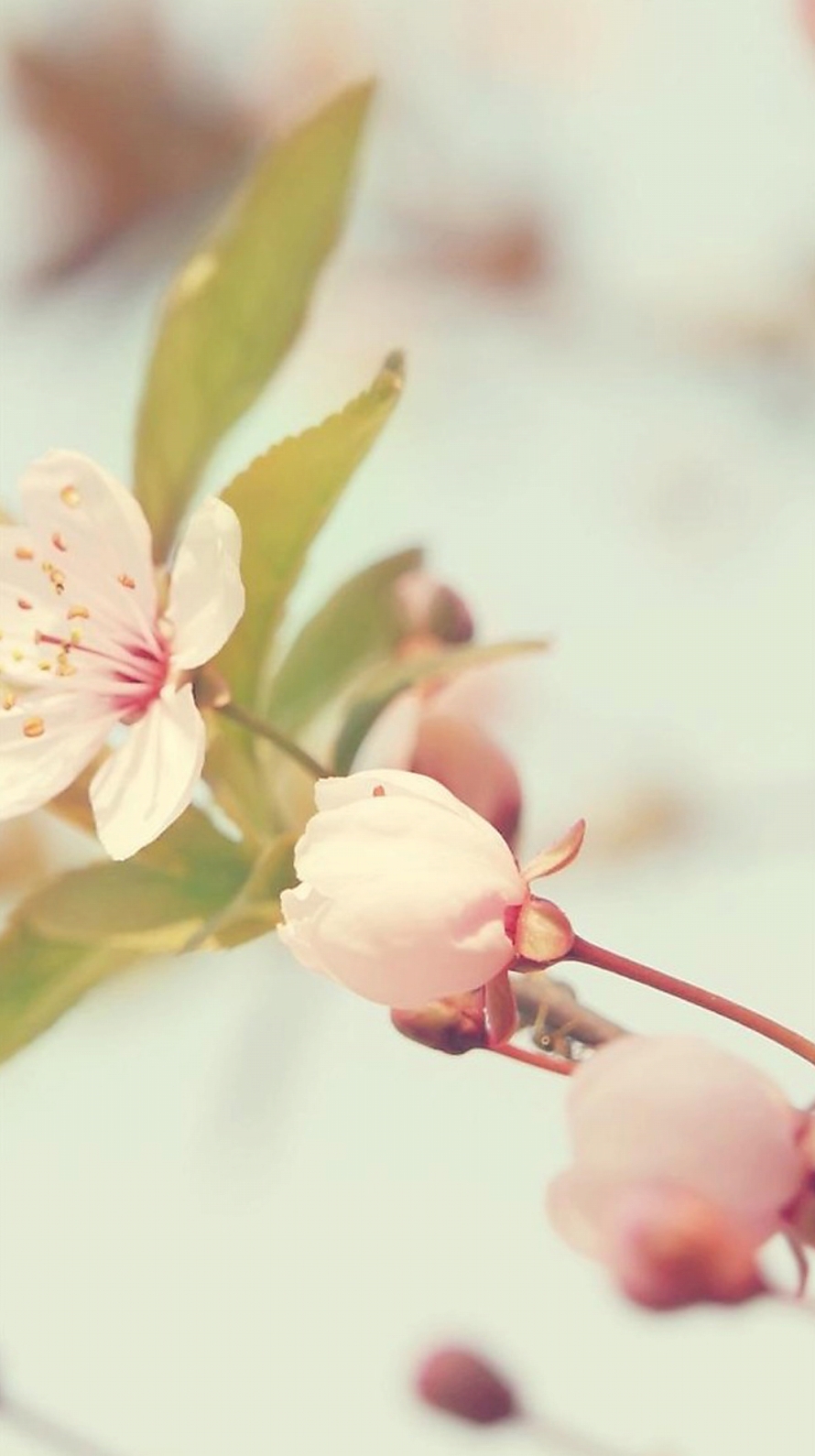 かわいい桜の花 iPhone6壁紙