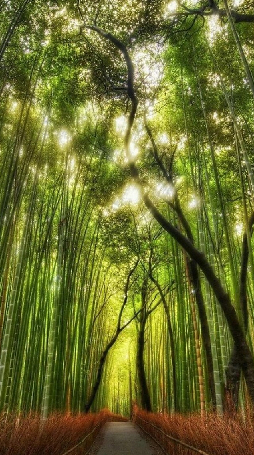 綺麗な竹林 iPhone6壁紙