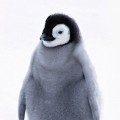 かわいいペンギンの子供 iPhone6壁紙