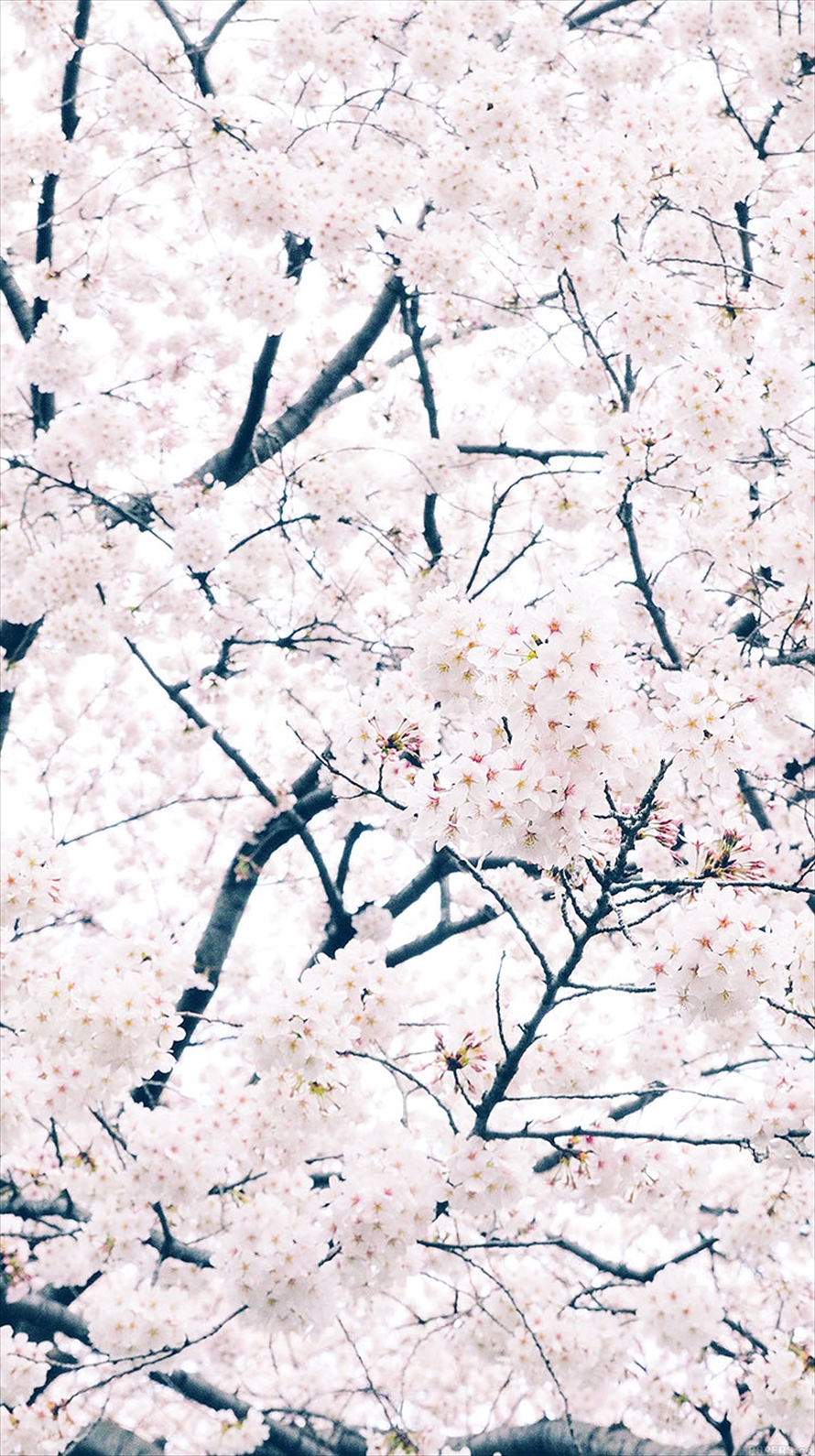 春 桜 ピンク 綺麗 iPhone6壁紙