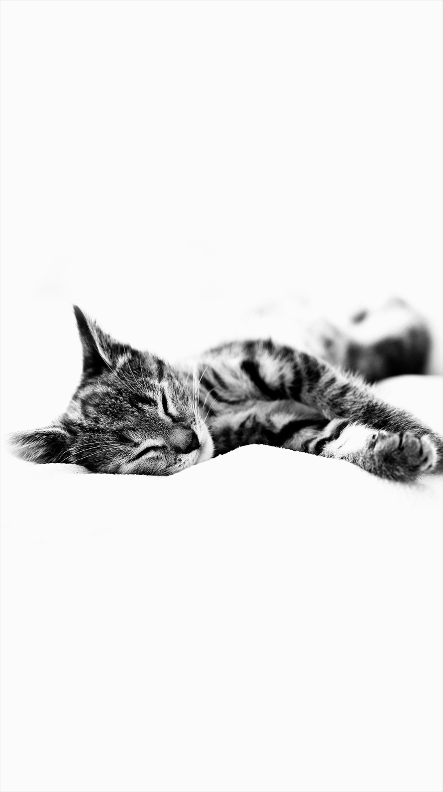 居眠りする猫 モノクロ iPhone6壁紙