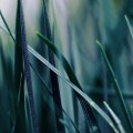 濃い緑の雑草 iPhone6壁紙