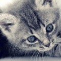 青い目の子猫 Blue Eyes Cat iPhone6壁紙