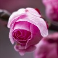 かわいいピンクの薔薇 iPhone6壁紙