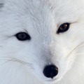 白い狐 ホッキョクギツネ iPhone6壁紙