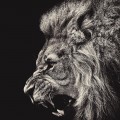 モノクロ 百獣の王 ライオン iPhone6壁紙