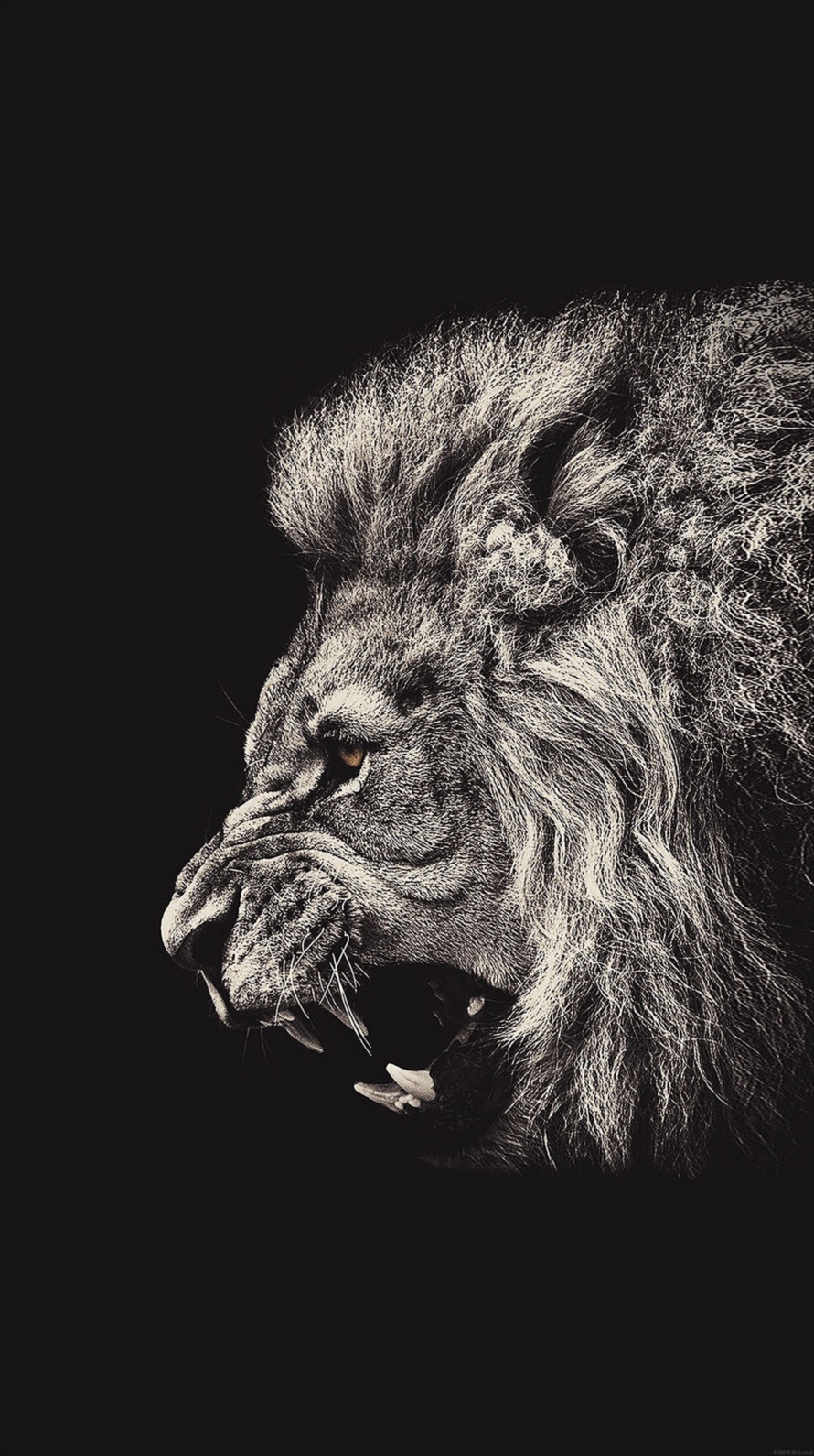 モノクロ 百獣の王 ライオン iPhone6壁紙