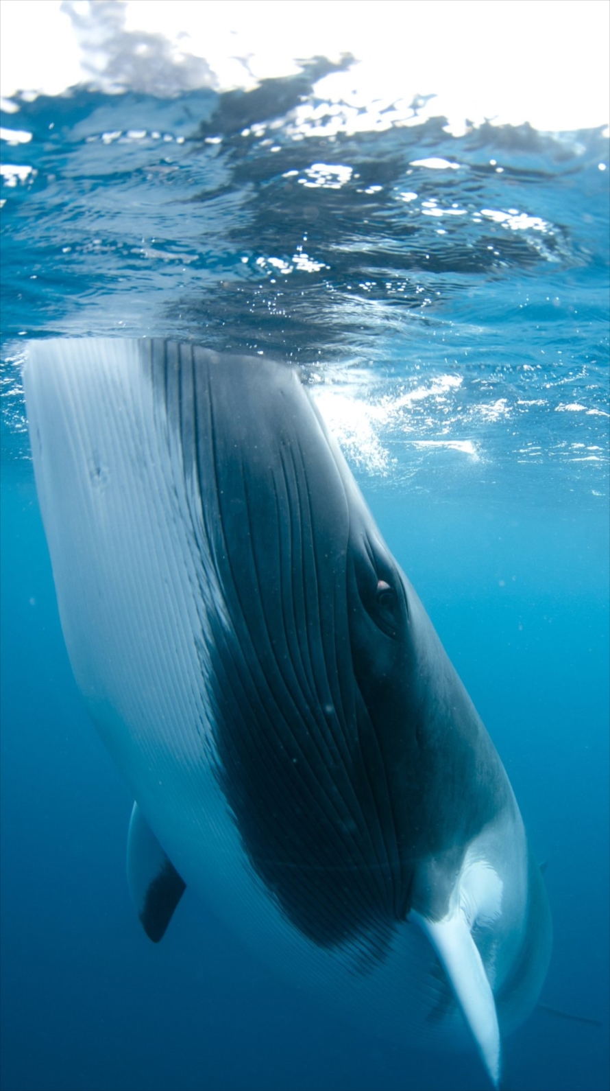 クジラ クローズアップ iPhone6壁紙