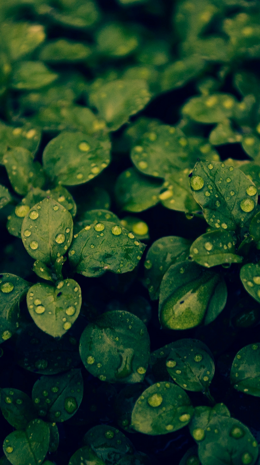 水滴のついた緑の葉 iPhone6壁紙