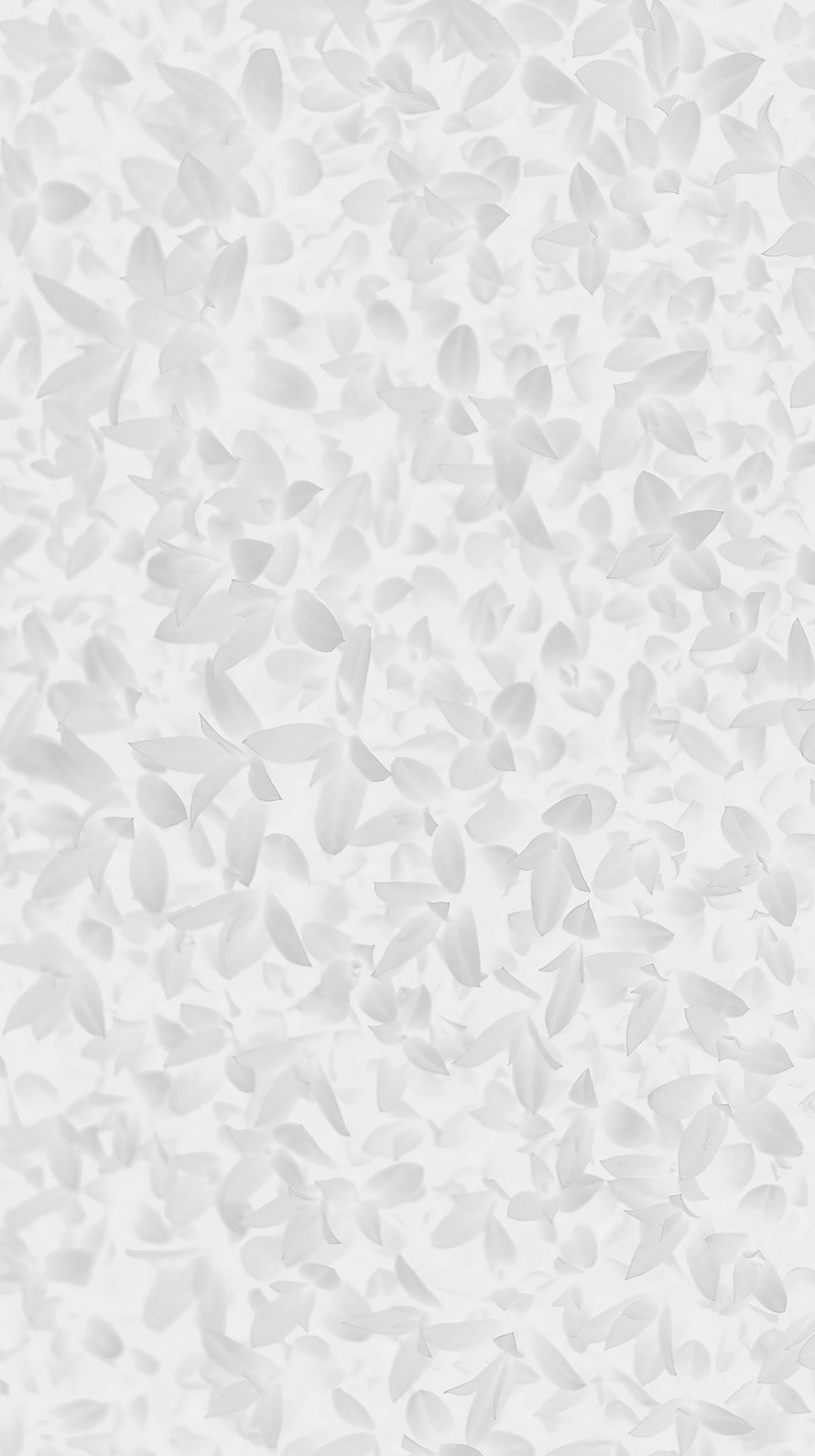 綺麗な白い花模様 iPhone6壁紙