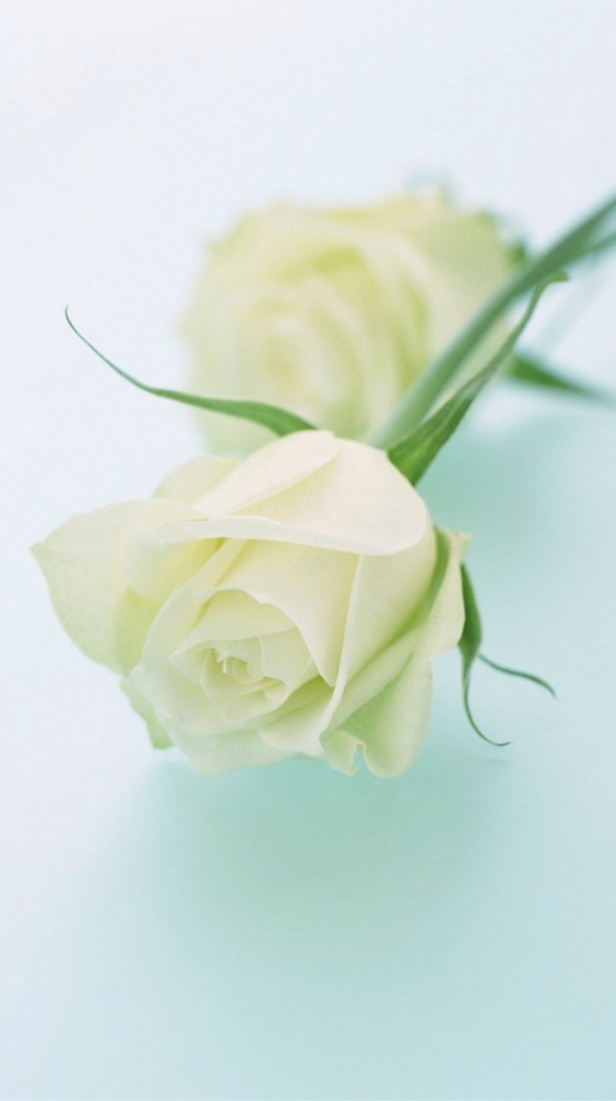 白い薔薇 iPhone6壁紙