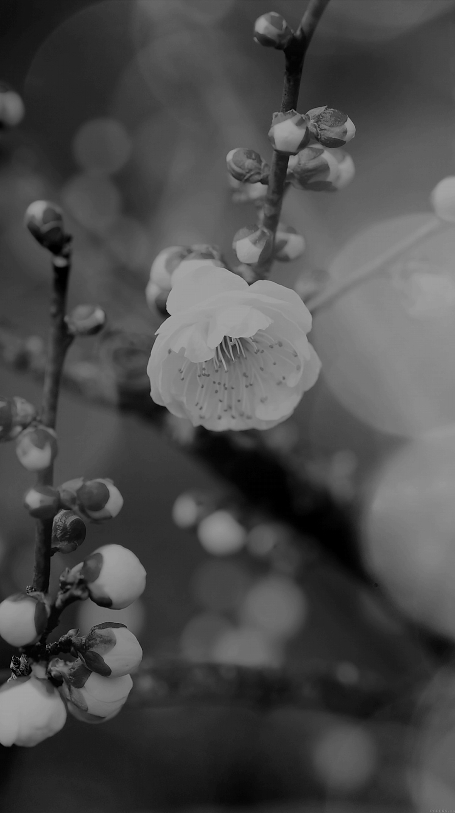 アップルの花 モノクロ iPhone6壁紙
