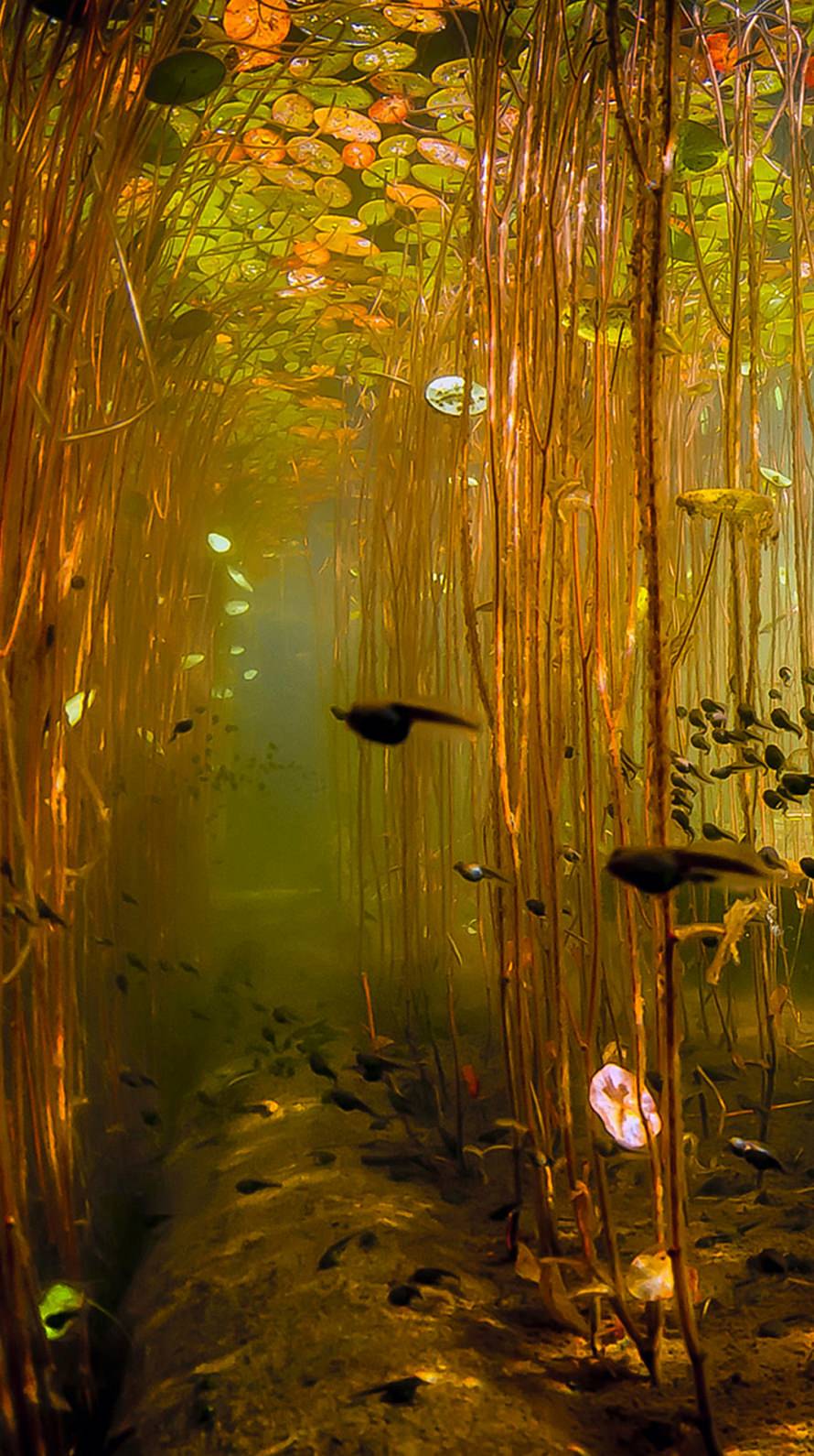 池の中の世界 おたまじゃくし iPhone6壁紙