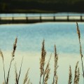 植物越しの湖 iPhone6壁紙