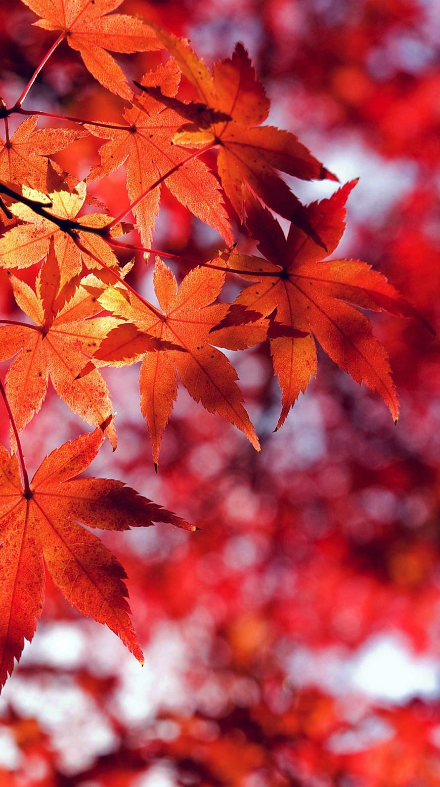 Beautiful Red Leaf iPhone6壁紙